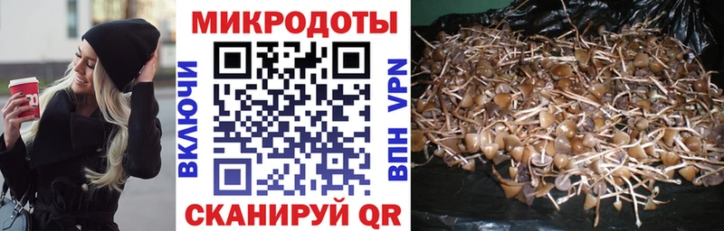 Галлюциногенные грибы Psilocybine cubensis  хочу   Стерлитамак 
